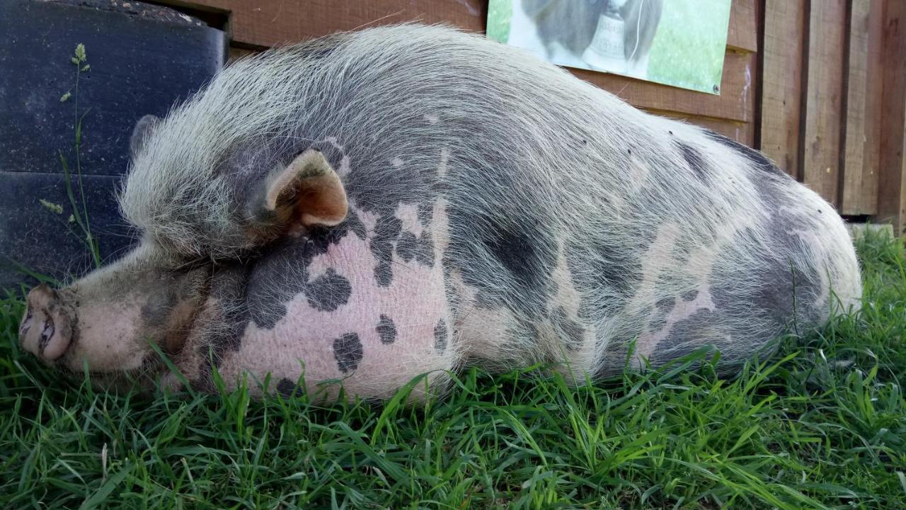 La Petite Ferme De Pouillon - Parc Animalier - Aire De Loisirs Bed & Breakfast ภายนอก รูปภาพ